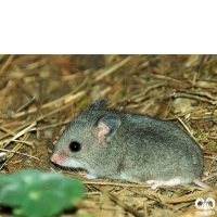 گونه همستر خاکستری Grey Dwarf Hamster